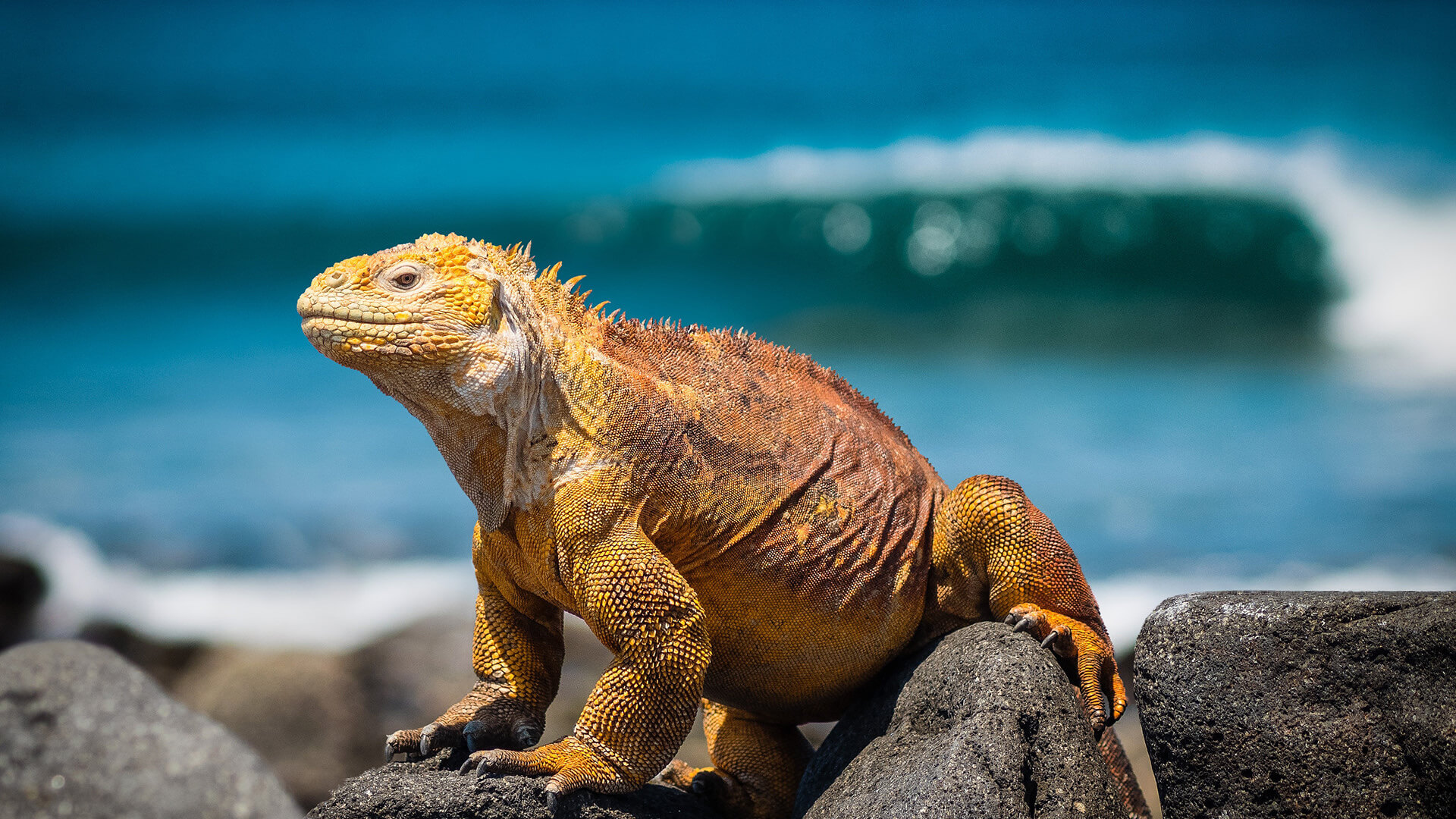 Ilhas Galápagos com Crianças